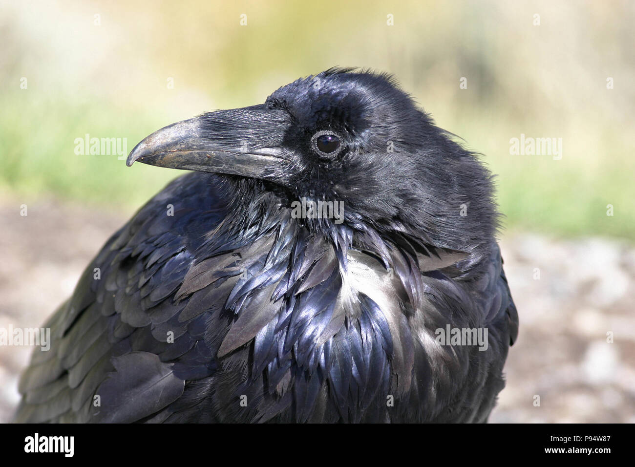 Raven comune profilo - Parco Nazionale di Yellowstone, Wyoming USA Foto Stock