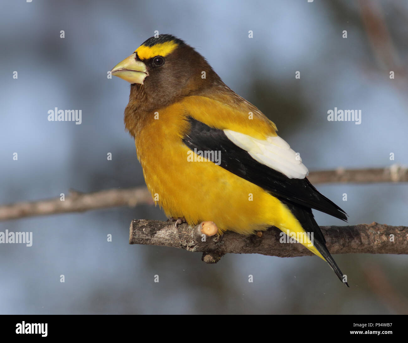 Sera Grosbeak, presi in Sax-Zim Bog nel nord del Minnesota vicino a Duluth Foto Stock