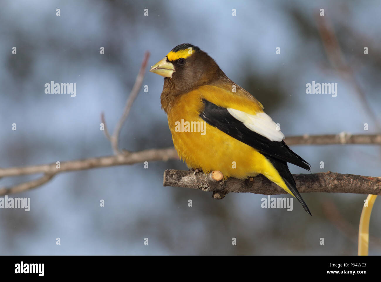 Sera Grosbeak, presi in Sax-Zim Bog nel nord del Minnesota vicino a Duluth Foto Stock