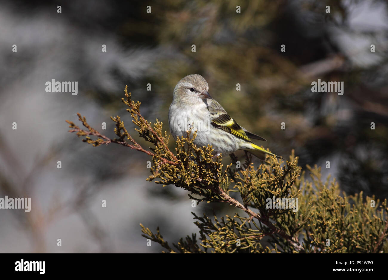 Pine Lucherino Febbraio 16th, 2009 Fattoria Isola nei pressi di Pierre, Dakota del Sud Foto Stock