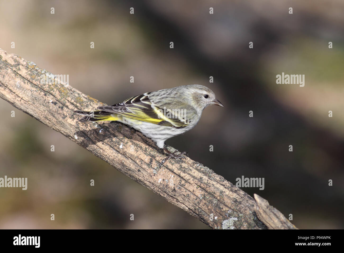 Pine Lucherino sul ramo di albero. In prossimità di Pierre, Dakota del Sud, STATI UNITI D'AMERICA Foto Stock