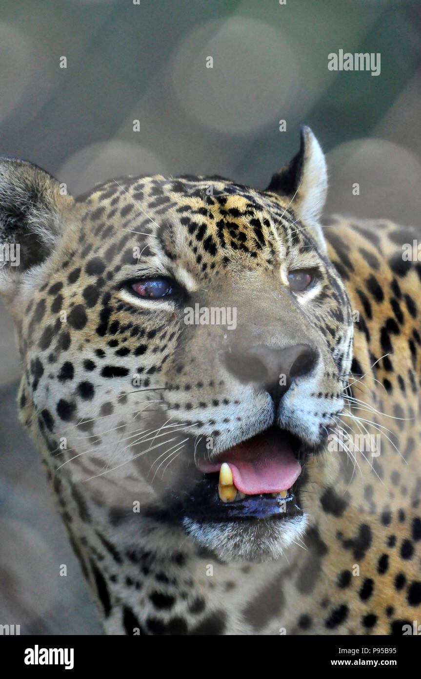 Jaguar (Panthera onca) primo piano, il più grande predatore sudamericano Foto Stock