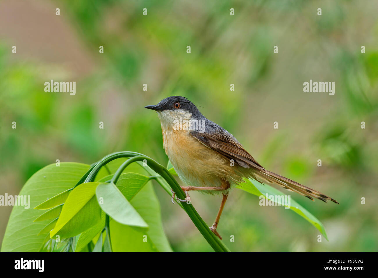 Ashy Prinia (Prinia socialis) appollaiato su un ramo. Foto Stock