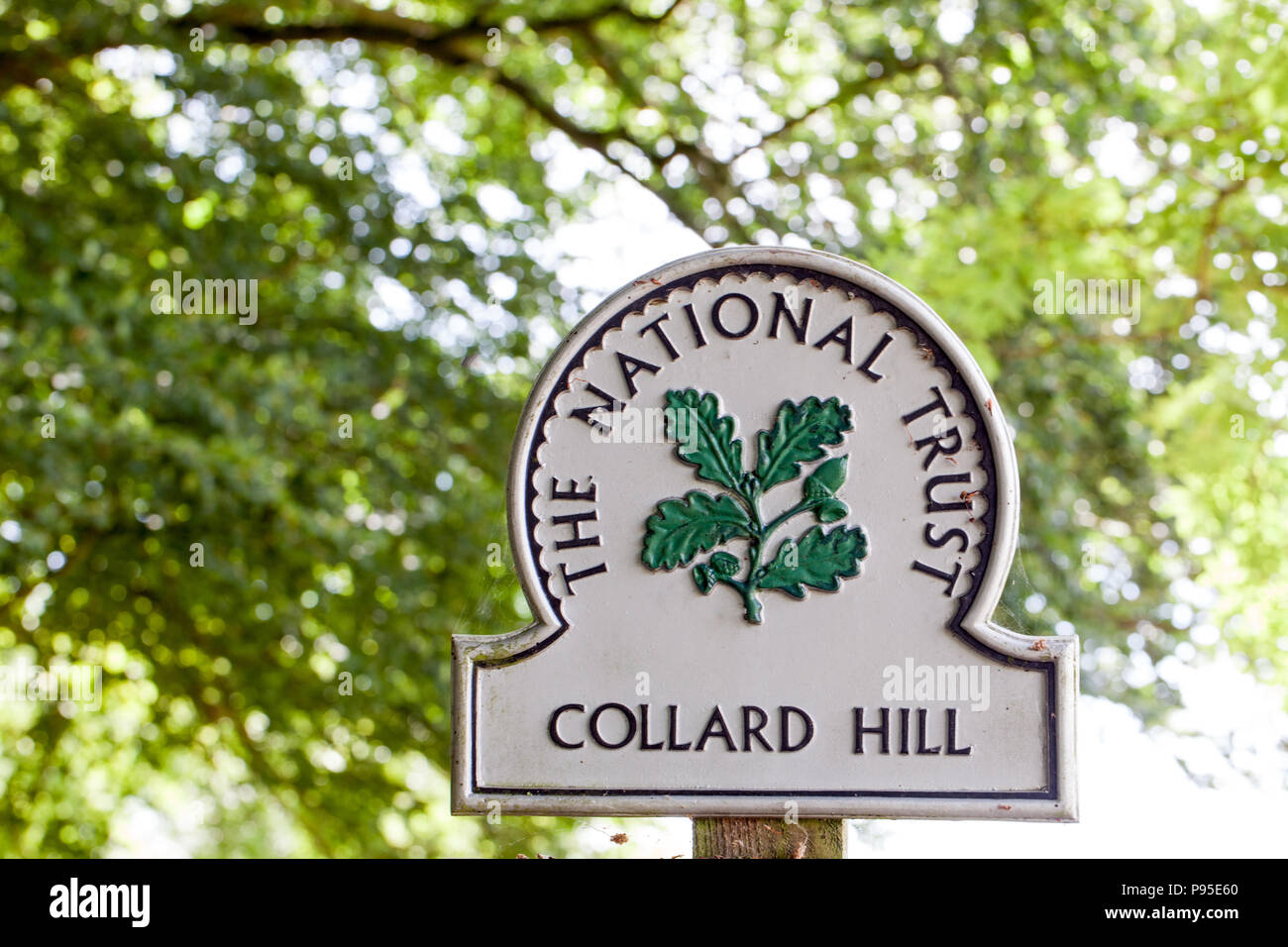Collard Hill Somerset home per la grande Blue Butterfly gestito dalla National Trust Foto Stock