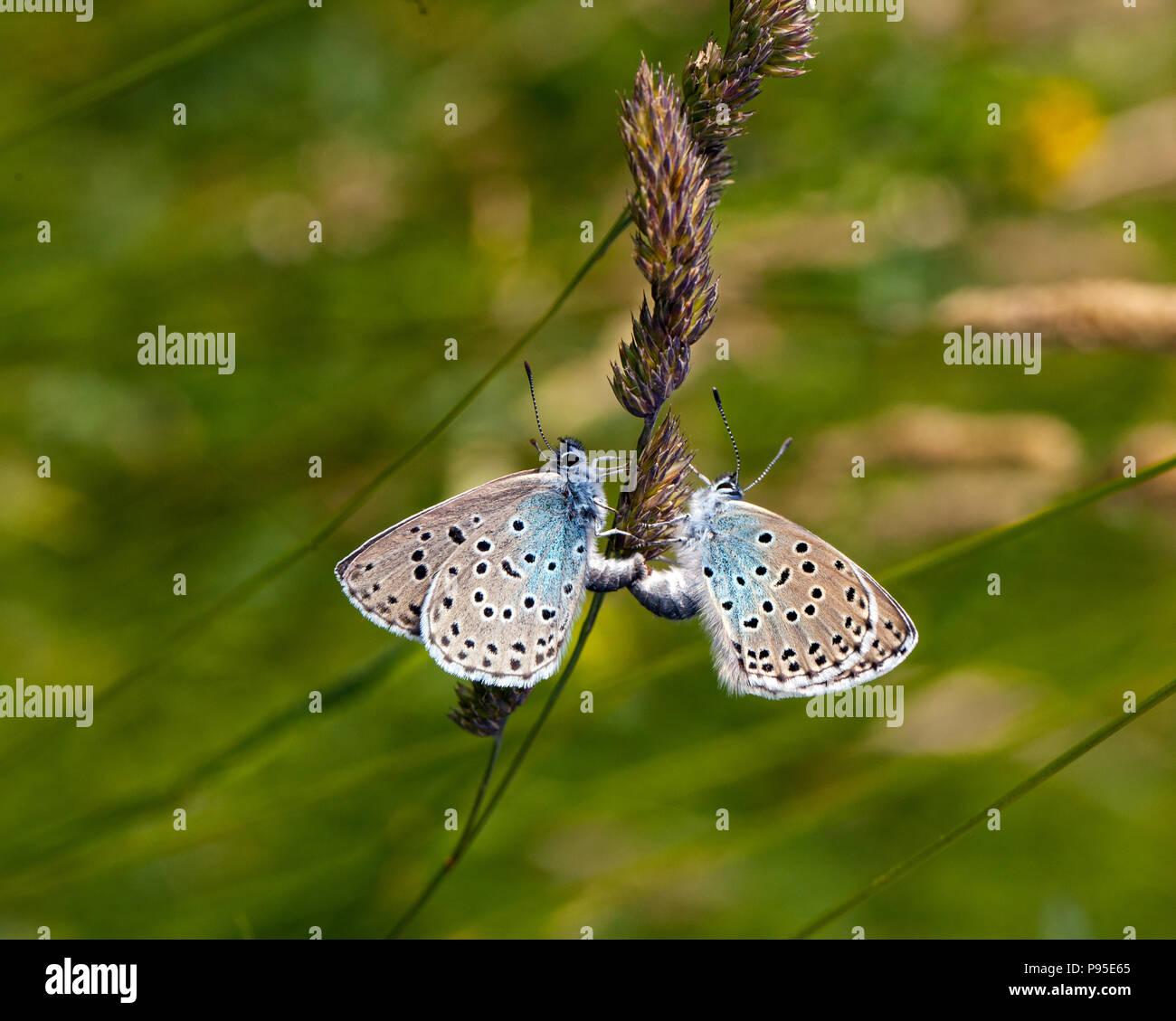 Coppia di grandi farfalle blu, Maculinea arion, a Collard Hill nel Somerset dopo la sua reintroduzione di successo a metà degli anni '1980 Foto Stock