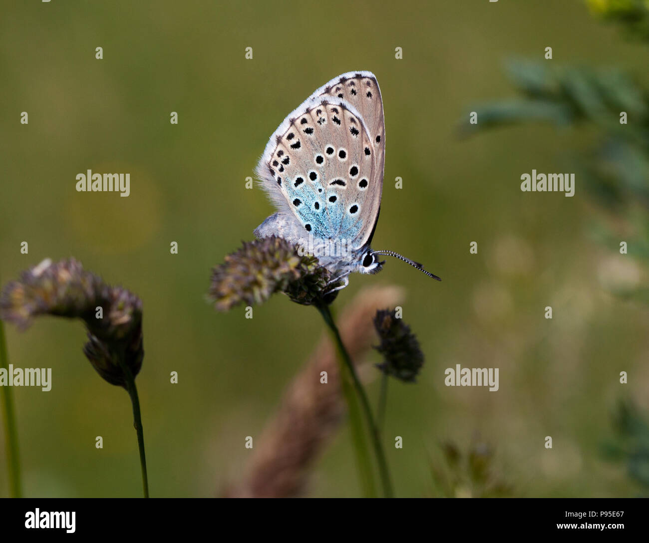 Grandi blue butterfly Maculinea arion Collard su Hill Somerset dopo il successo della sua reintroduzione nella metà degli anni ottanta dopo essere diventato estinti nel 1979 Foto Stock