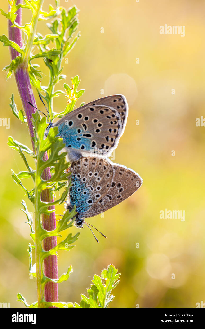 Coppia di grandi farfalle blu, Maculinea arion, a Collard Hill nel Somerset dopo la sua reintroduzione di successo a metà degli anni '1980 Foto Stock