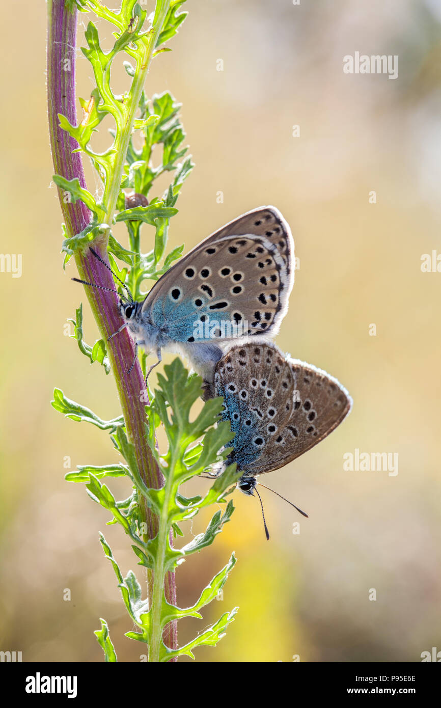 Coppia di grandi farfalle blu, Maculinea arion, a Collard Hill nel Somerset dopo la sua reintroduzione di successo a metà degli anni '1980 Foto Stock
