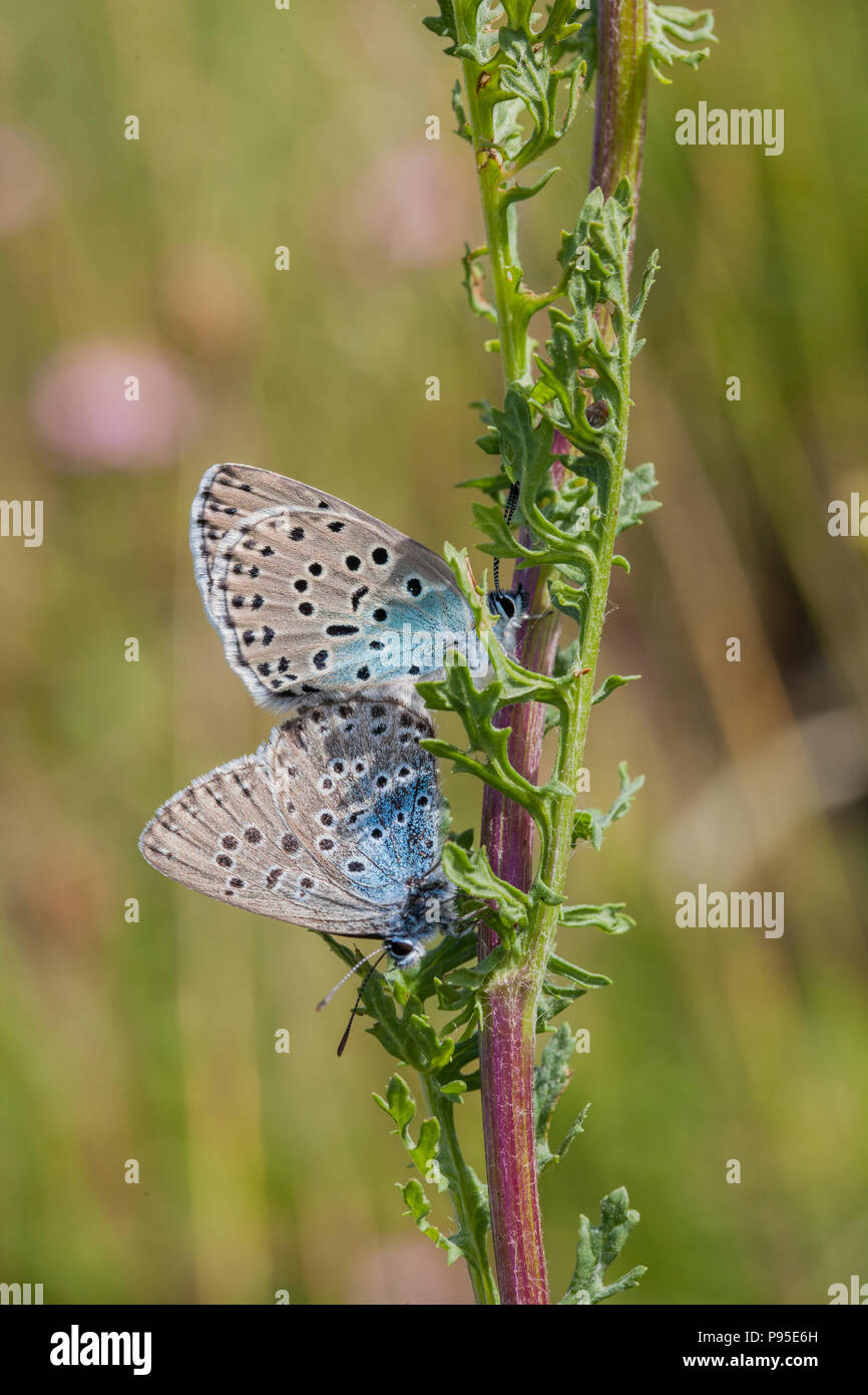 Coppia di grandi farfalle blu, Maculinea arion, a Collard Hill nel Somerset dopo la sua reintroduzione di successo a metà degli anni '1980 Foto Stock
