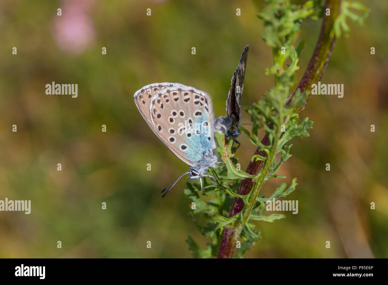 Grandi blue butterfly Maculinea arion Collard su Hill Somerset dopo il successo della sua reintroduzione nella metà degli anni ottanta dopo essere diventato estinti nel 1979 Foto Stock