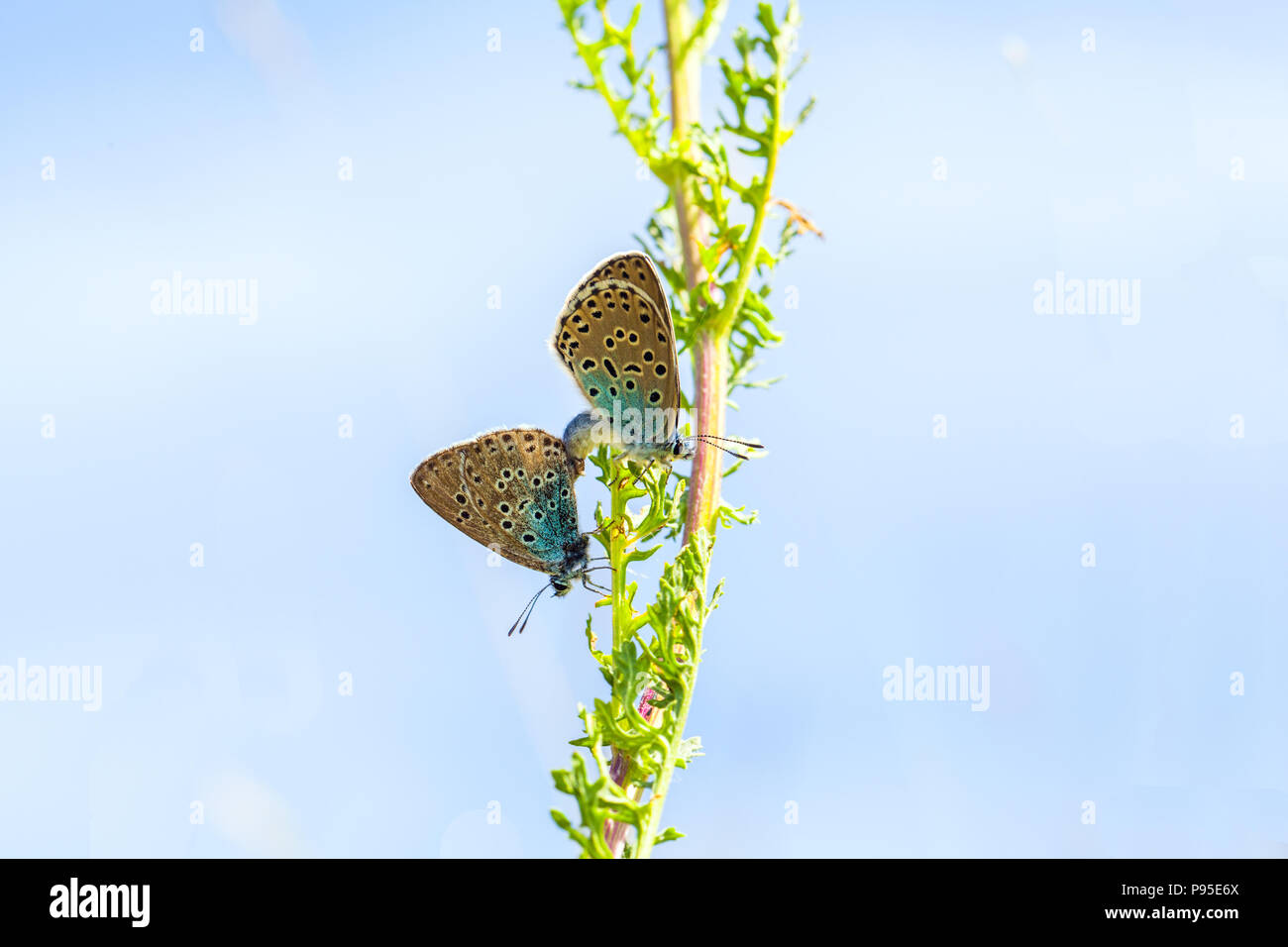 Coppia di grandi farfalle blu, Maculinea arion, a Collard Hill nel Somerset dopo la sua reintroduzione di successo a metà degli anni '1980 Foto Stock