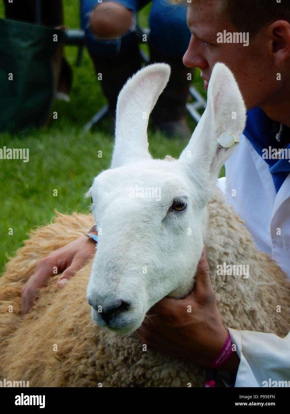 In prossimità di una lunga eared pecore nel giudicare l'anello sul showground presso il Royal Welsh Show. La mostra è uno dei più grande d'Europa eventi agricoli. Foto Stock