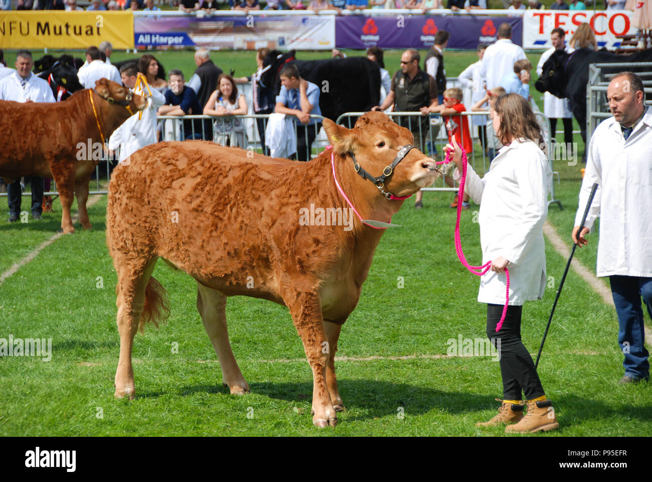 Bull con il suo gestore nel giudicare l'anello sul showground presso il Royal Welsh Show. La mostra è uno dei più grande d'Europa eventi agricoli. Foto Stock