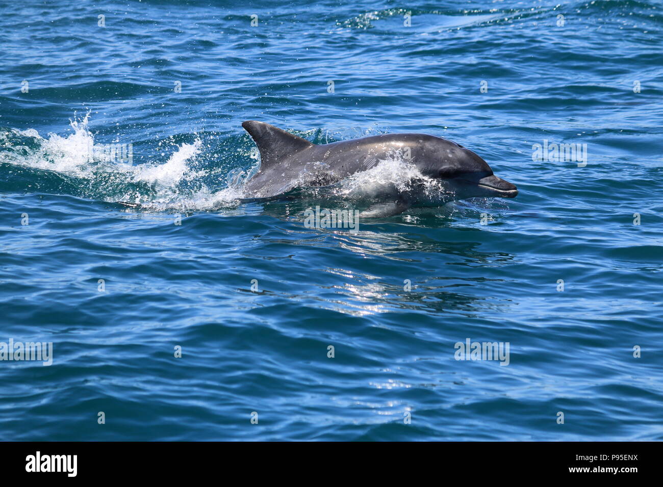 CapeTown Dolphin Foto Stock