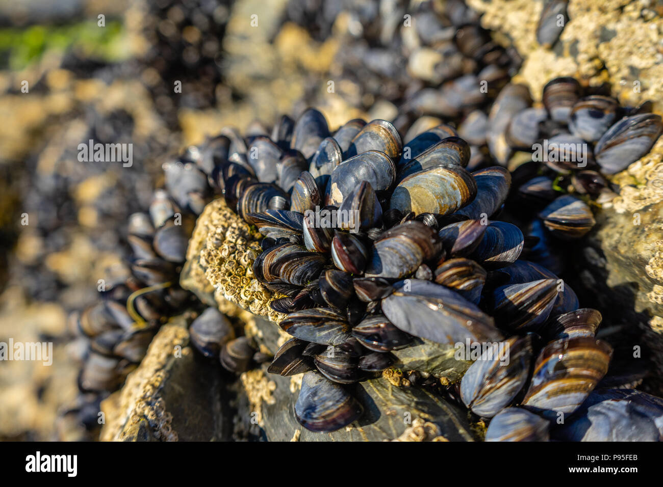 Live blue Mitili (Mytilus edulis) su una roccia nel North Cornwall sulla costa dell'Oceano Atlantico durante l'estate 2018 (luglio), Cornwall, Enland, REGNO UNITO Foto Stock
