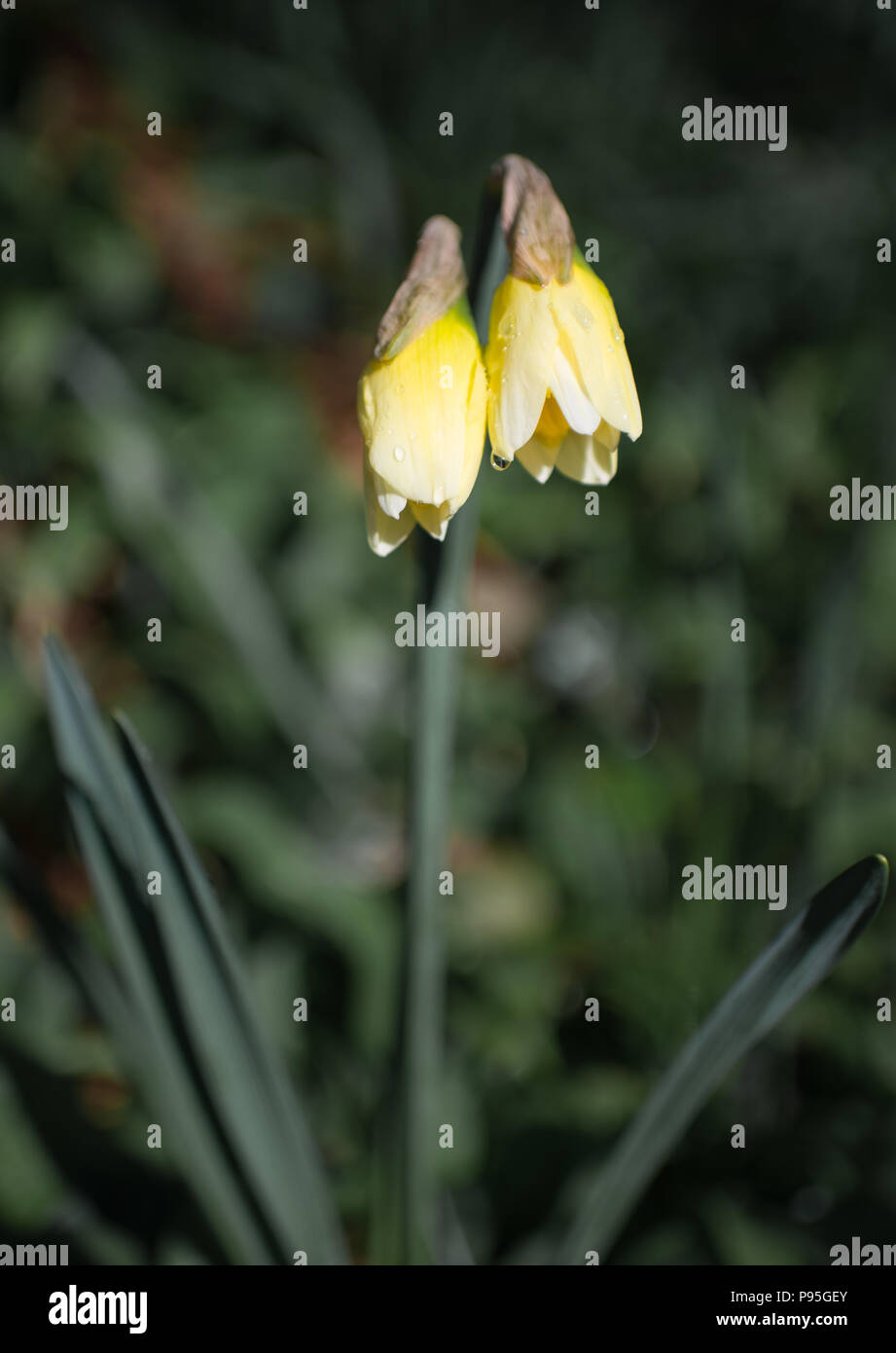 Daffodil fiori apertura Foto Stock