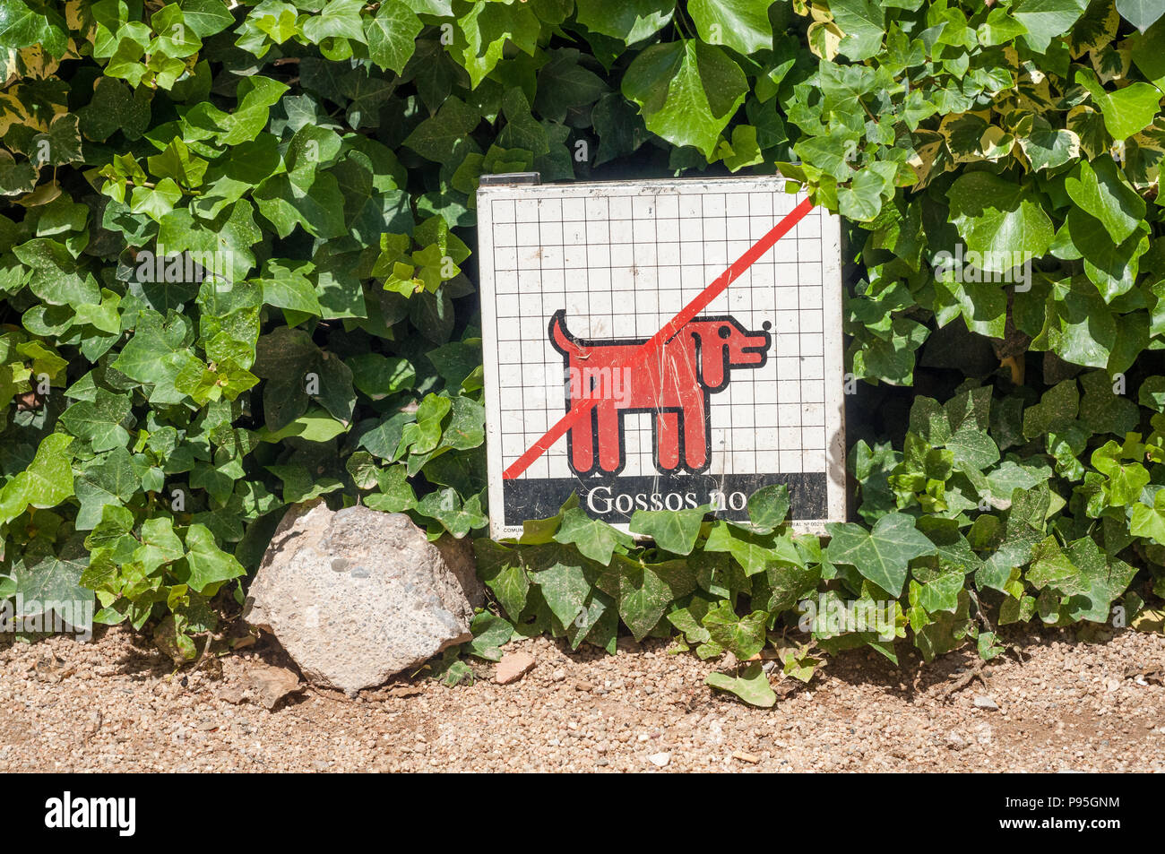 Poster di cani non ammessi in catalano, Girona, Catalogna, Spagna Foto Stock