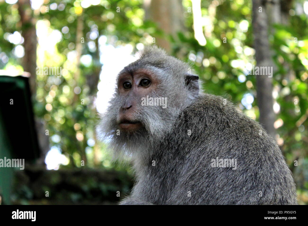 Monkey al sacro Santuario della Foresta delle Scimmie in Ubud, Bali, Indonesia Foto Stock