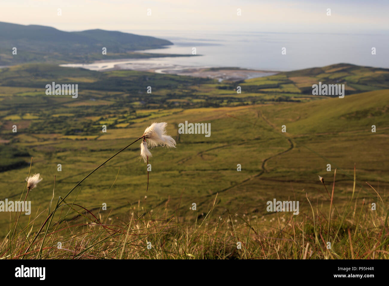 Bog Cotton in una serata estiva con vista su Brandon Point lungo la Wild Atlantic Way sulla Dingle Peninsula, County Kerry, Irlanda Foto Stock
