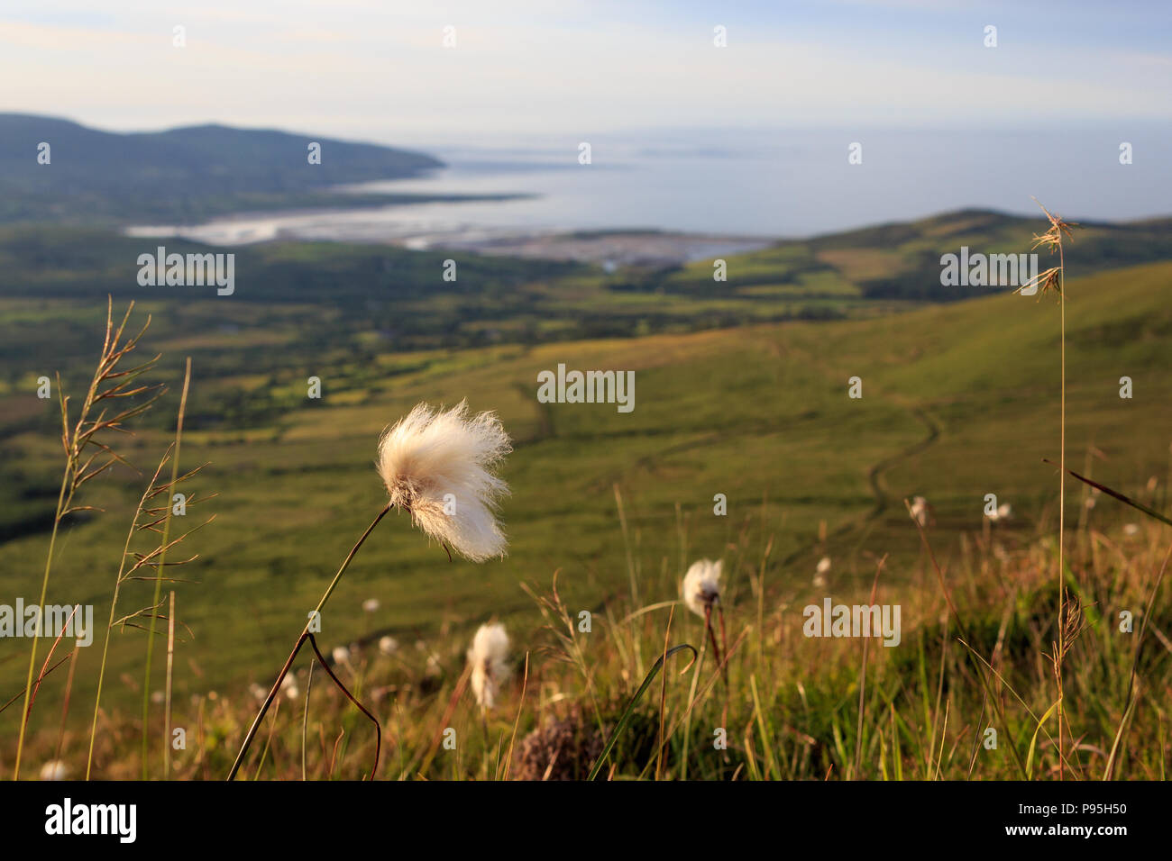 Bog Cotton in una serata estiva con vista su Brandon Point lungo la Wild Atlantic Way sulla Dingle Peninsula, County Kerry, Irlanda Foto Stock