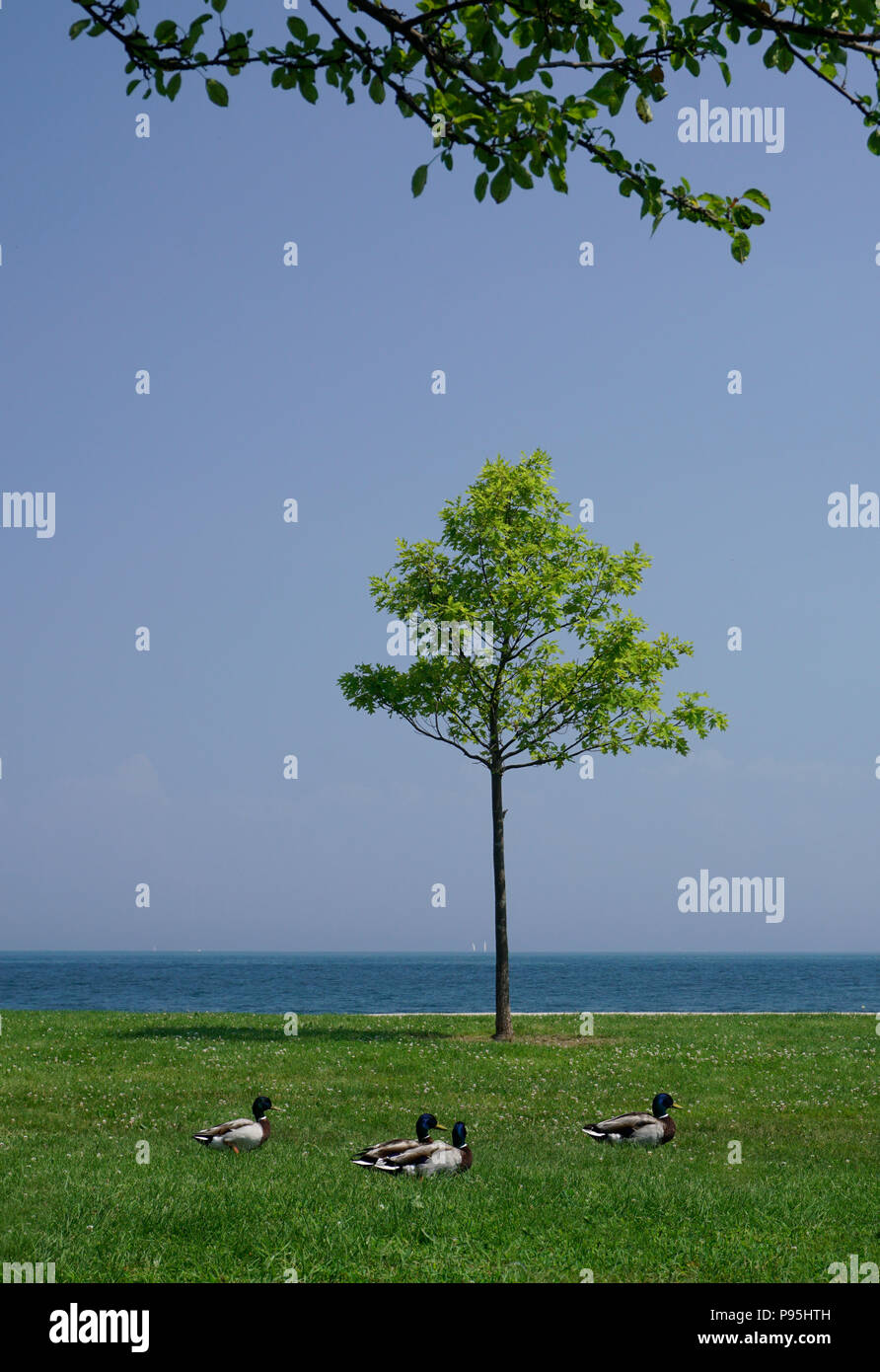 Montrose Harbor, Chicago, Illinois Foto Stock