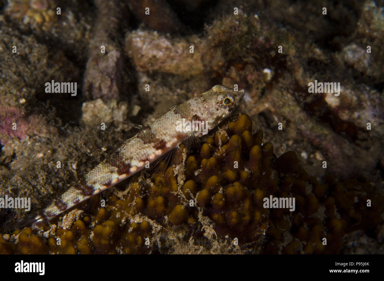 Due spot pesci lucertola, Synodus binotatus, Synodontidae, Anilao, Filippine, Asia Foto Stock