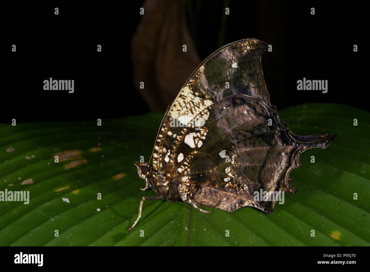 Tiger leafwnging butterfly, Consul fabius, Nymphalidae, Costa Rica Foto Stock