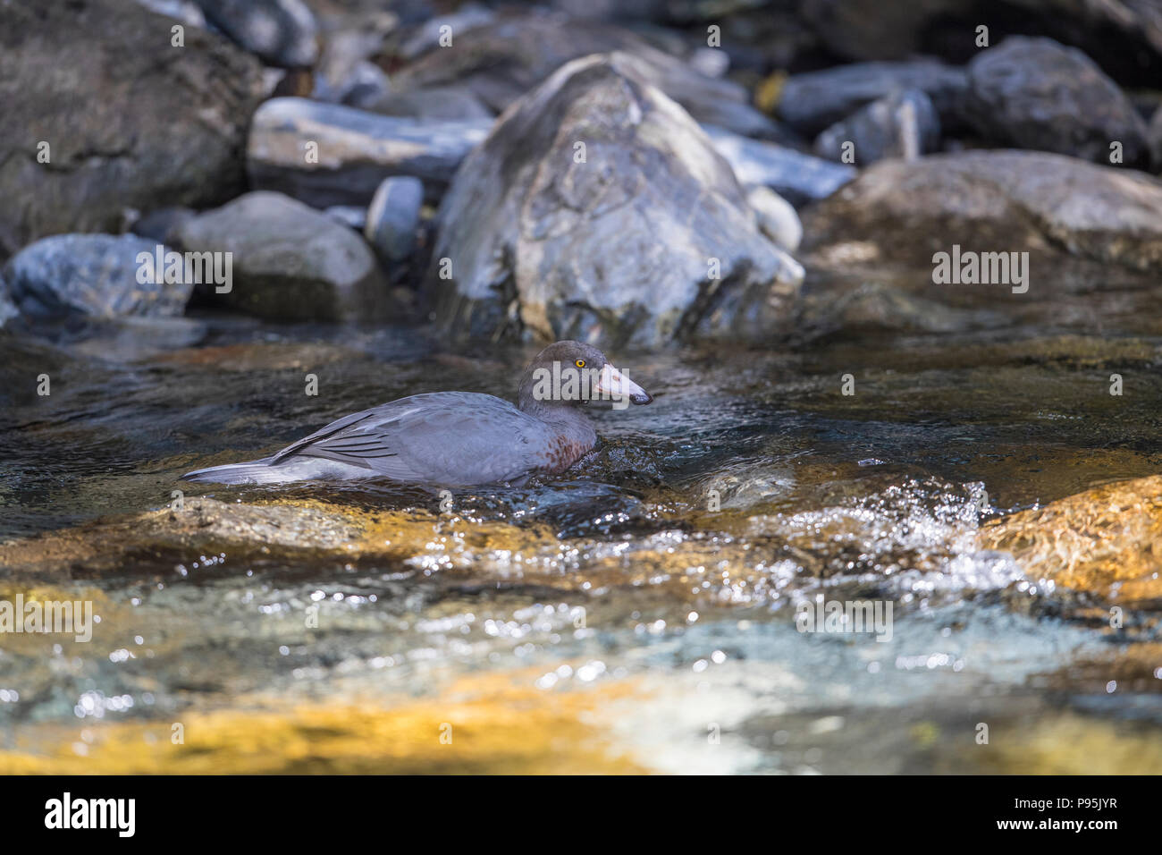 Blu anatra (Whio) nuotare in una Nuova Zelanda fiume. Il blu anatra è trovato solo in Nuova Zelanda ed è una specie vulnerabile che è in via di estinzione. Foto Stock
