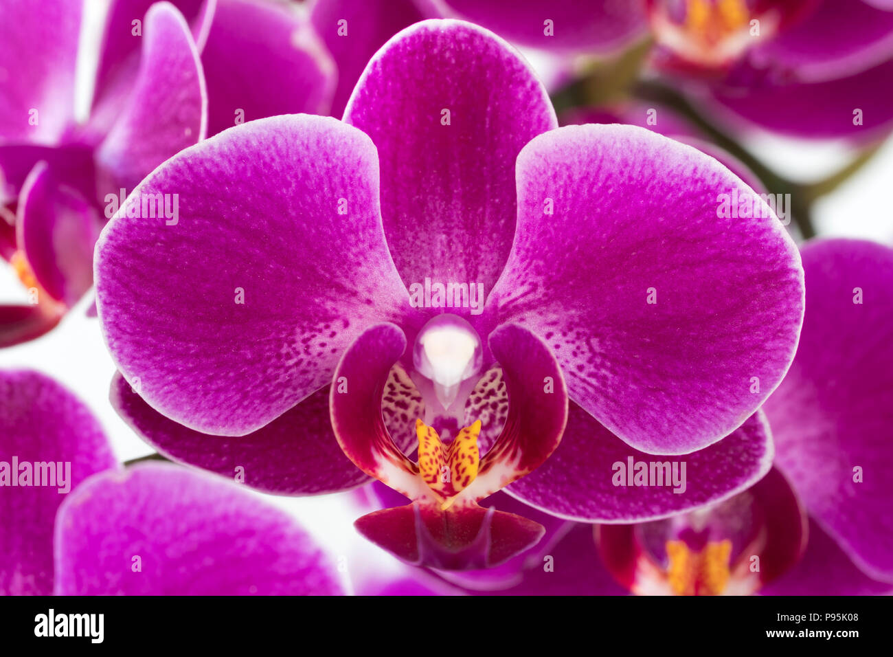 Uno zoom macro closeup di un magenta / rosa Fiore orchidea colorato (Phalaenopsis) che mostra i suoi bei dettagli Foto Stock