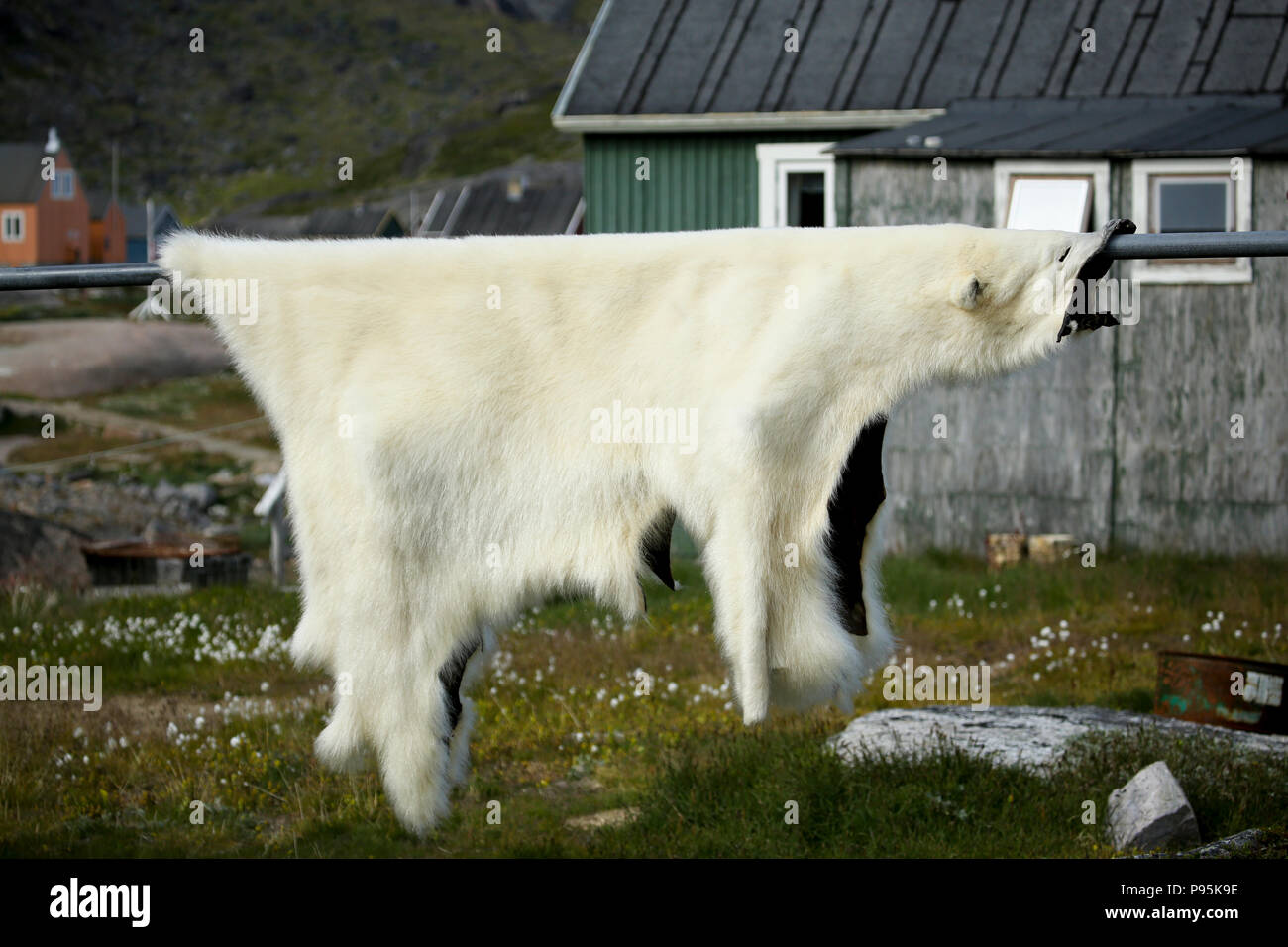 La Groenlandia, Kujalleq, Aappilattoq, orso polare appesi per asciugare in villaggio. Foto Stock