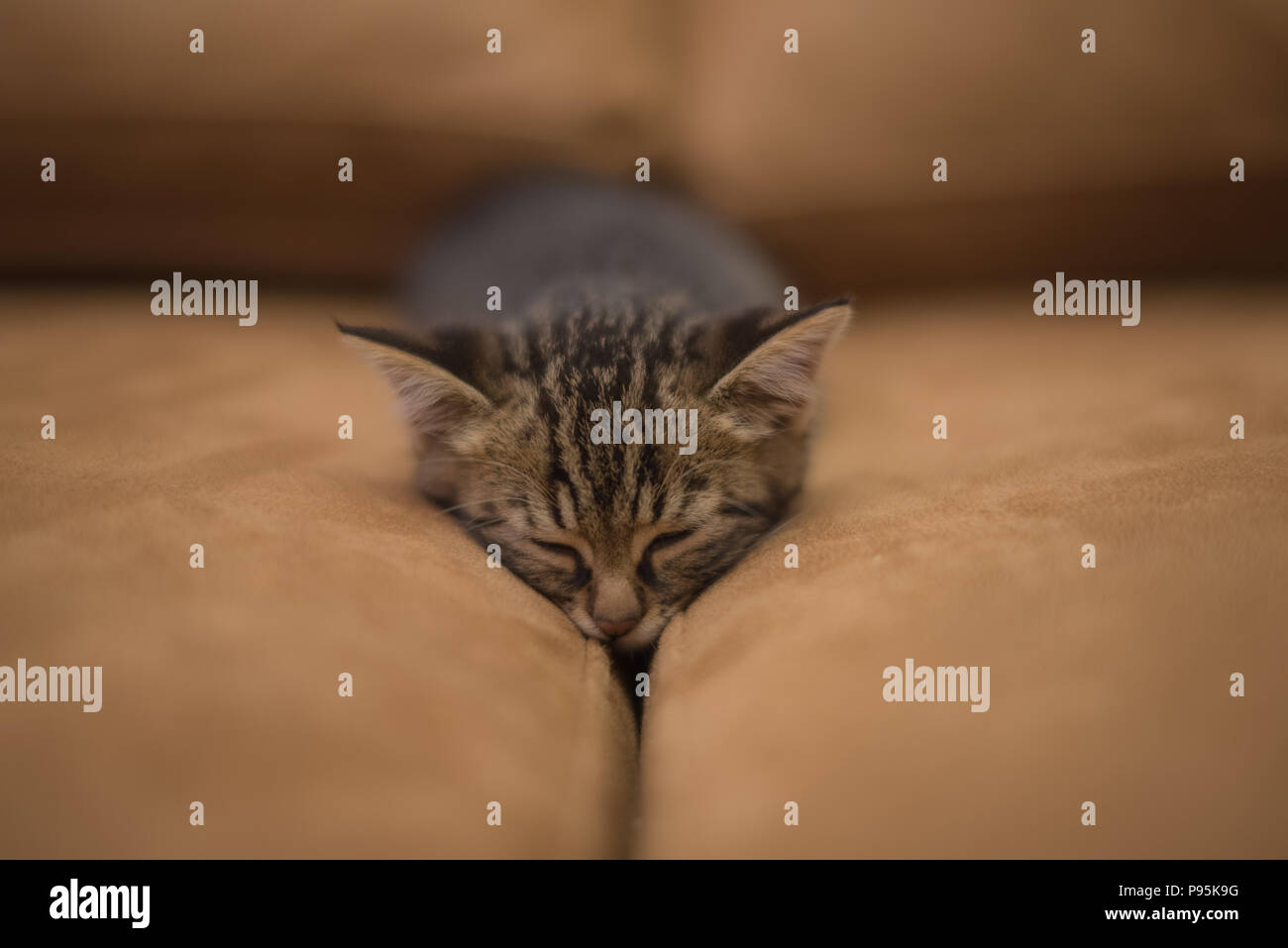 Carino gattino sonno, sonno occhi Foto Stock