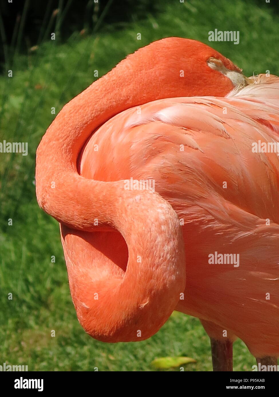 Questo flamingo deve sicuramente avere il collo-ache dopo aver dormito con essa intrecciati in un più scomodo 'S'-FORMA Foto Stock