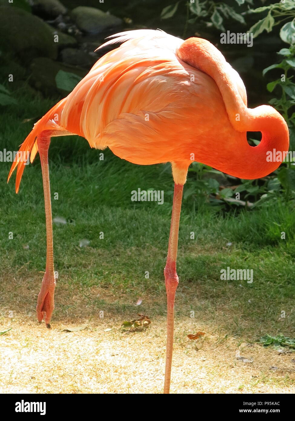 Un flamingo a riposo è una strana vista; bilanciato su una gamba sola con il suo collo indietro attorcigliato intorno al suo indietro Foto Stock