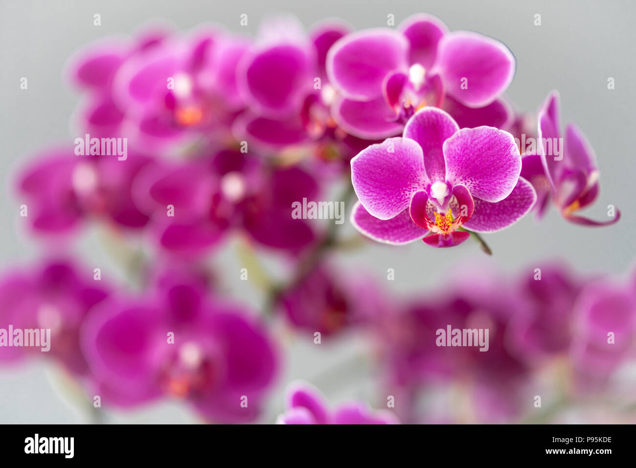 Una messa a fuoco stretta su una falda color magenta/rosa orchidea con progressivamente fuori fuoco fiori dietro dare un piacevole effetto di messa a fuoco Foto Stock