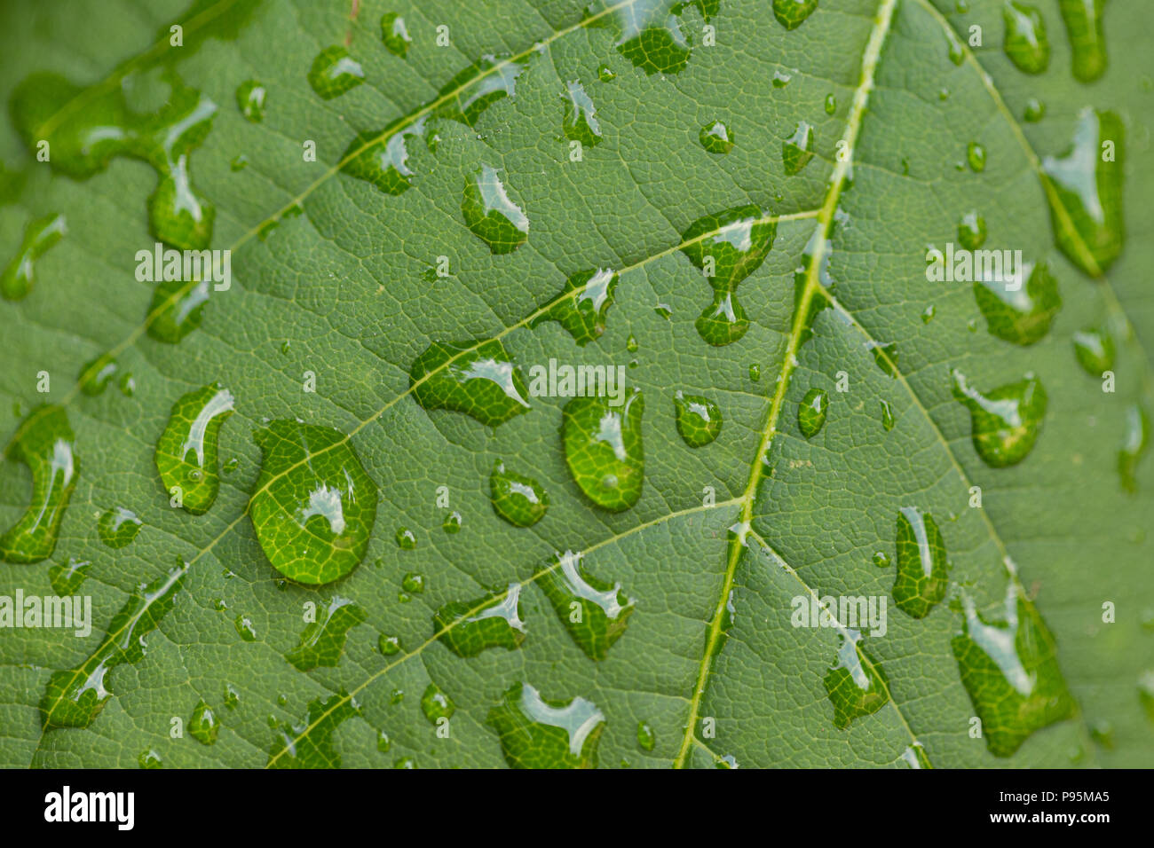 Gocce d'acqua dalla pioggia su una foglia verde Foto Stock