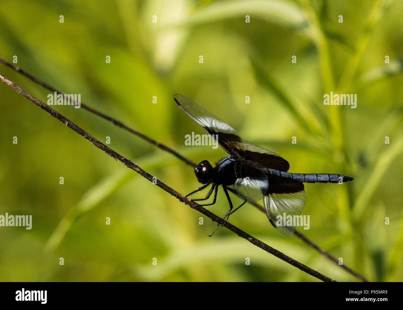 Dragonfly tenendo la brezza nel sole caldo Foto Stock