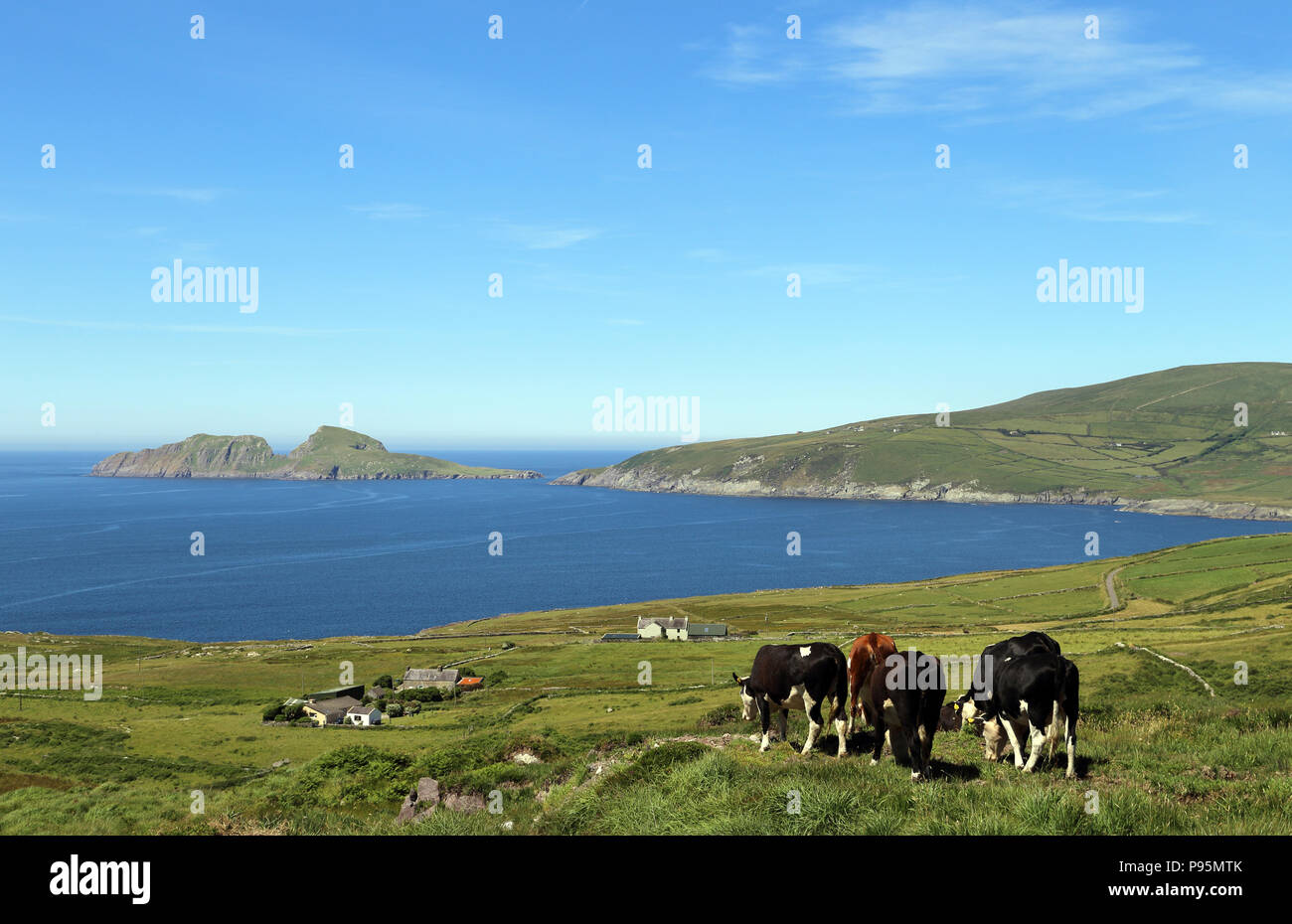 Le mucche pascolano in un campo lungo la costa della contea di Kerry, Irlanda. Foto Stock