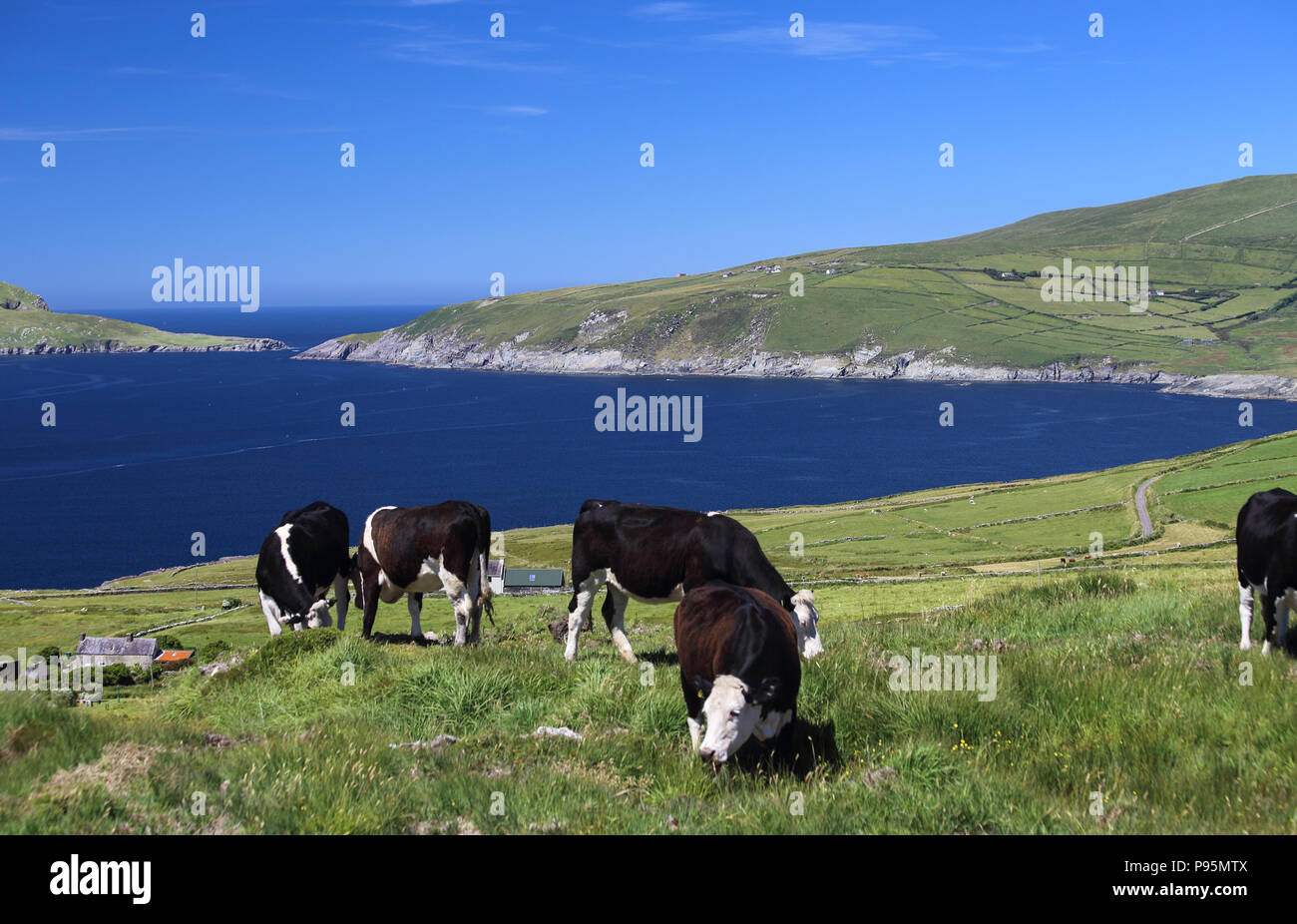 Le mucche pascolano in un campo lungo la costa della contea di Kerry, Irlanda. Foto Stock