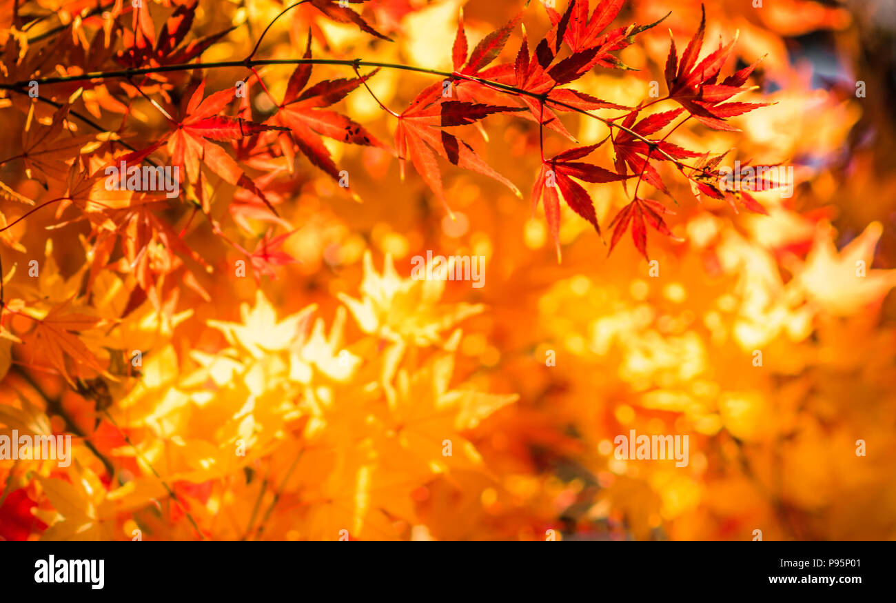 Foglie di autunno, molto superficiale la messa a fuoco Foto Stock