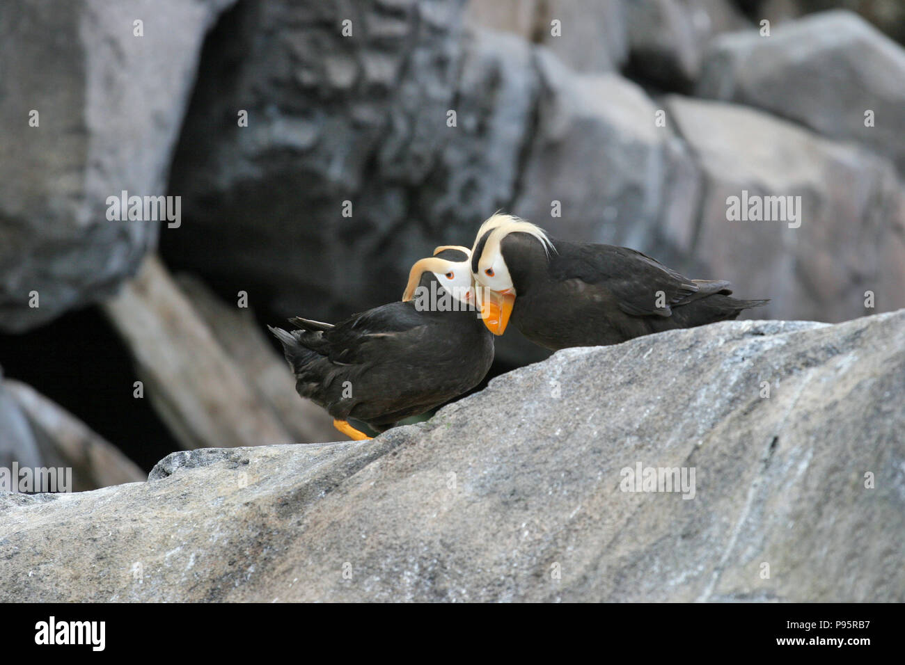 Tufted puffini, vicino a Seward, Alaska, STATI UNITI D'AMERICA Foto Stock