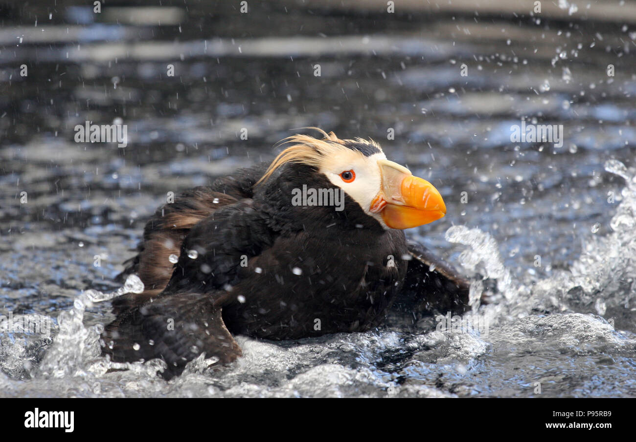 Tufted puffini, vicino a Seward, Alaska, STATI UNITI D'AMERICA Foto Stock
