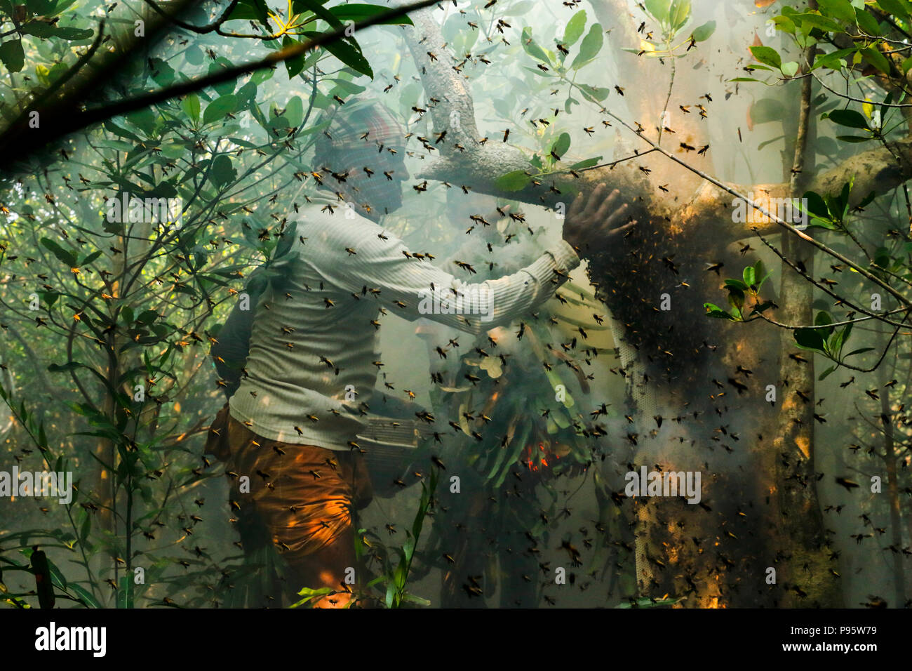 La tradizionale produzione di miele la raccolta in Sundarbans, il mondo la più grande foresta di mangrovie in Bangladesh. Satkhira, Bangladesh. Foto Stock