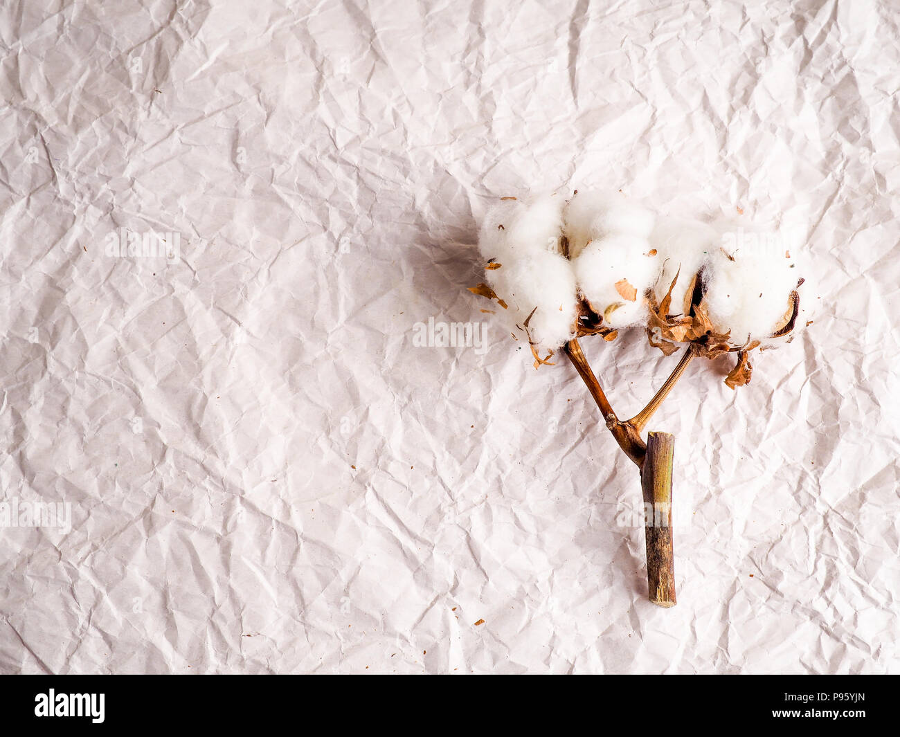 Imbottitura In Cotone Biologico Grezzo - Fibra Naturale Per Cuscini E Bambole (2lbs, Colore Bianco Naturale)