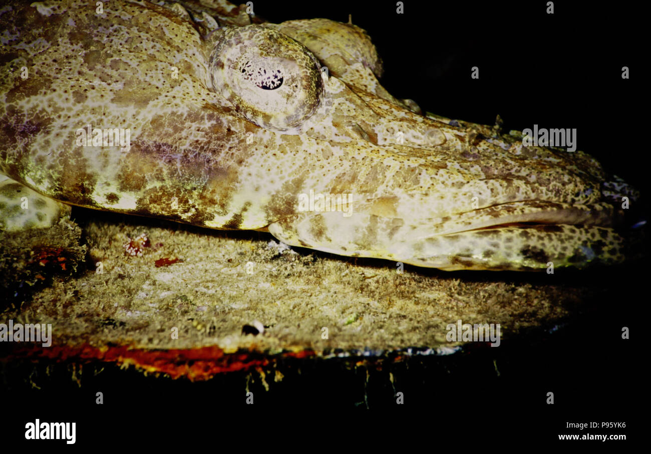 Un ritratto di close-up di testa del appropriatamente chiamato crocodilefish (Papilloculiceps longiceps: pesce intero 60 cms.). Un agguato predatore, si annida sul substrato, utilizzando il suo altamente efficace camouflage per rimanere inosservati dai pesci più piccoli, che travolge con un rapido colpo. L'immagine mostra la notevole falde che coprono occhi del pesce; un insolito camouflage dispositivo per assicurarsi che le iridi non sono facilmente visibili per il passaggio in preda. La specie è presente nell'Oceano Indiano occidentale e del Golfo Persico, del Mar Rosso - e il Mediterraneo dopo aver nuotato attraverso il canale di Suez. Immagine vicino a Hurghada, Egitto. Foto Stock