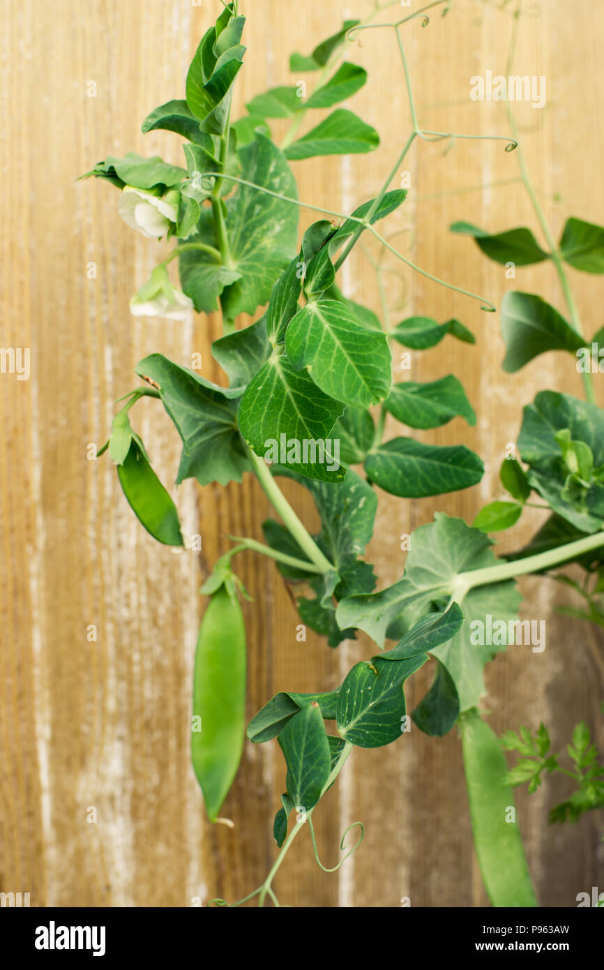 Boccola di piselli vegetale in un giardino Foto Stock