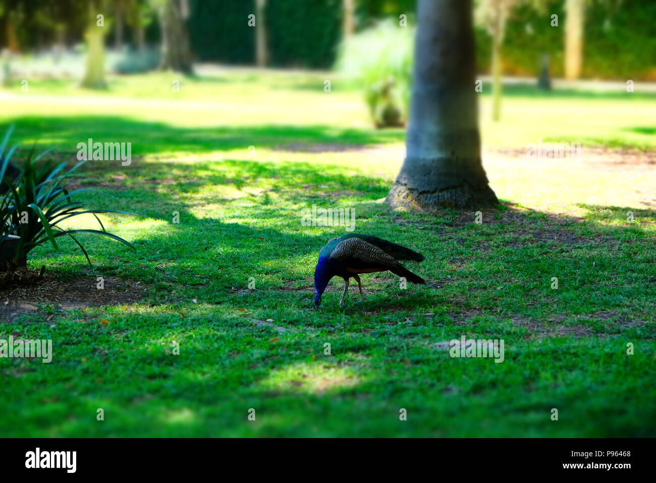 Peacock passeggiando nel parco Foto Stock