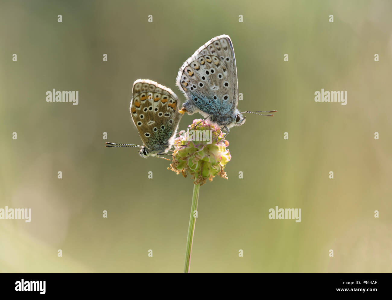Una coniugata coppia di Adone farfalle blu a Martin giù NNR in Hampshire. Foto Stock