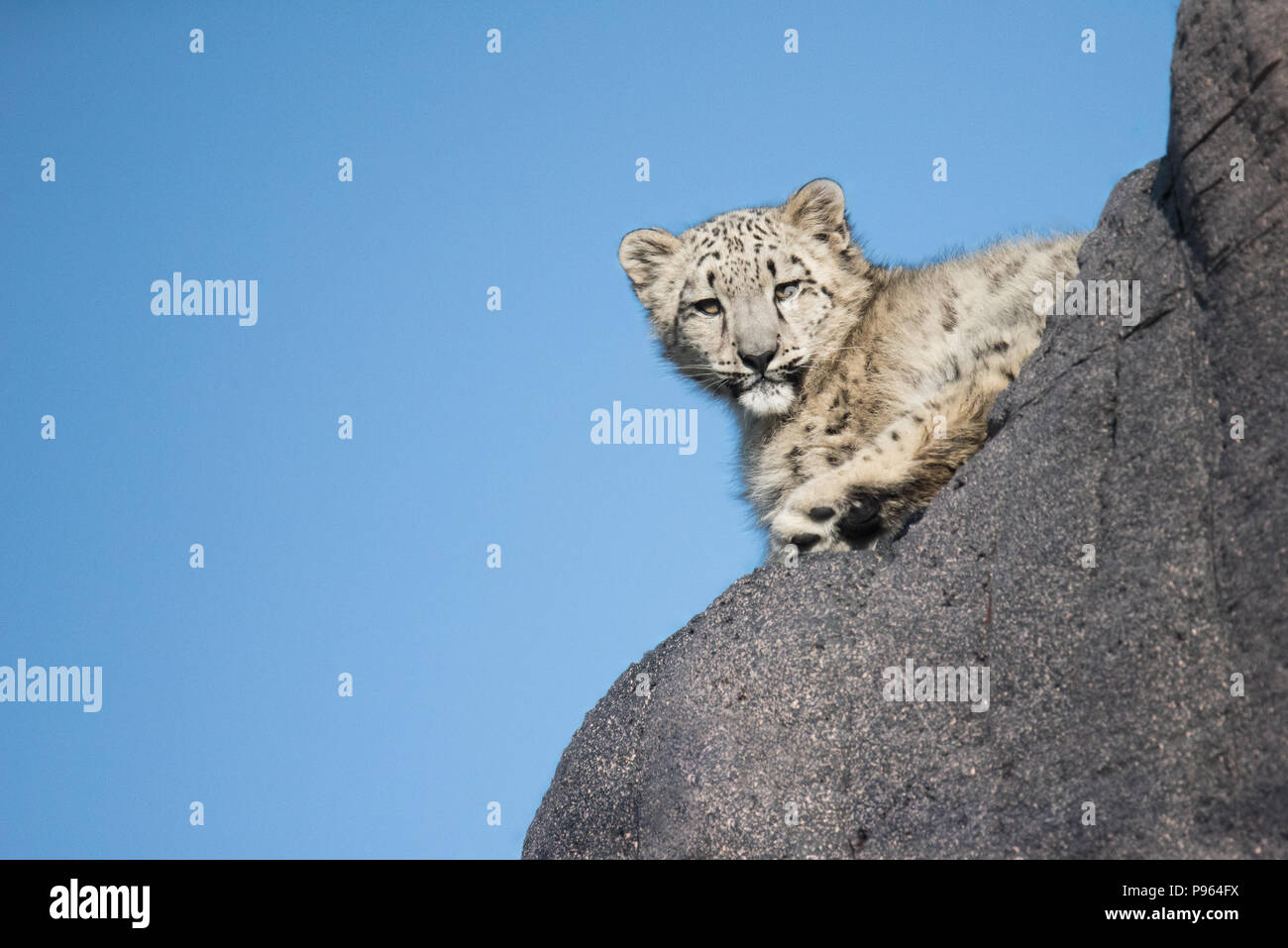 Un giovane snow leopard esplora il suo habitat a Toronto Zoo, dove esso è parte di successo di un programma di riproduzione in cattività per questa specie vulnerabili. Foto Stock
