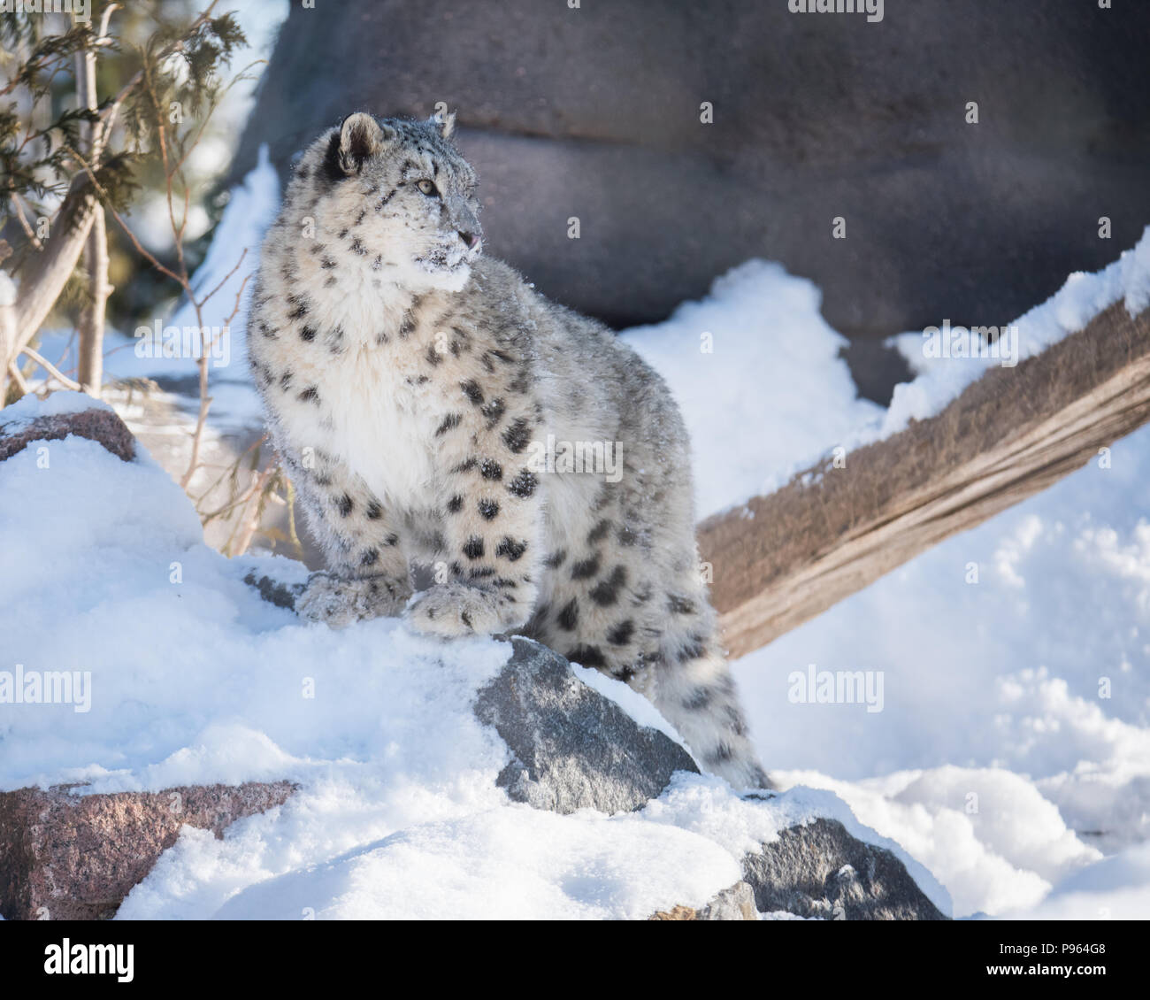 Un snow leopard cub esplora la sua neve-riempito habitat al Toronto Zoo, dove esso è parte di un programma di riproduzione in cattività per questa specie vulnerabili. Foto Stock