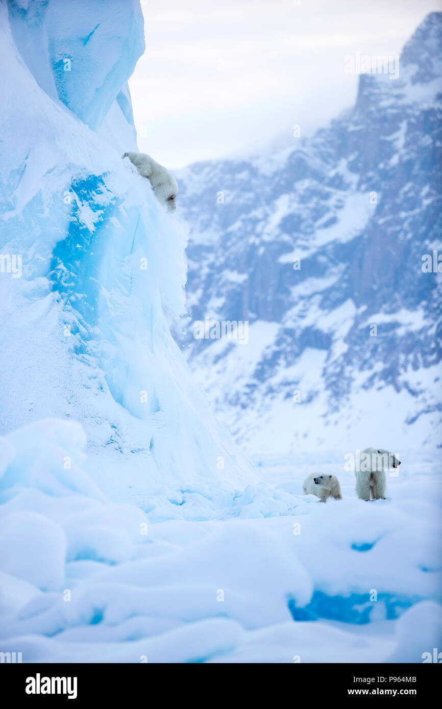 Madre e anno vecchio polar bear cub guarda come seconda cub scorre fuori dalla parte laterale di un iceberg. (Esso è rimasto illeso!) Foto Stock